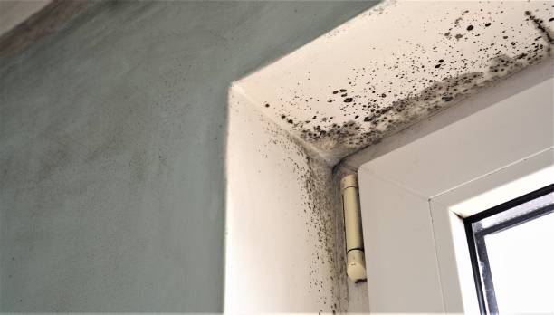 Mold Removal for HVAC Installations in Brookside, DE