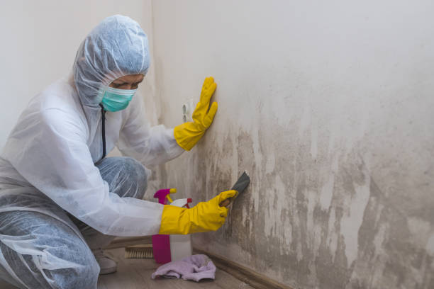 Best HVAC Mold Inspection and Cleaning  in Brooksi, DE