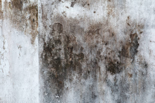 Best Comprehensive Air Testing for Mold Contaminants  in Brooksi, DE
