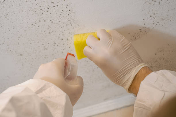 Best Airborne Mold Testing  in Brooksi, DE