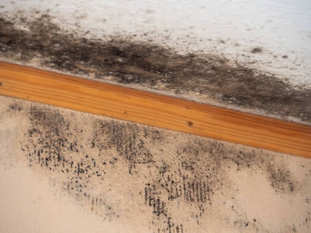 Best Comprehensive Air Testing for Mold Contaminants  in Brooksi, DE