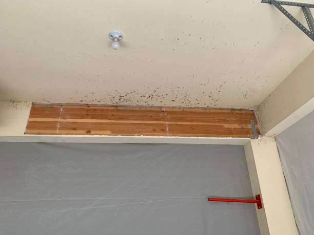 Best Emergency Mold Remediation  in Brooksi, DE
