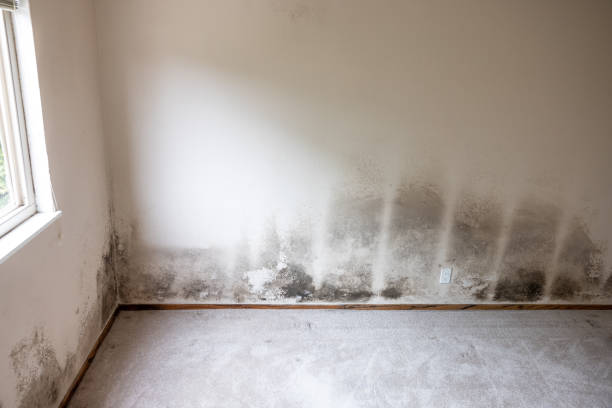 Best Mold-Related Health Consultation  in Brooksi, DE